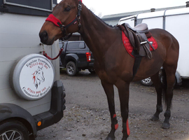 8yr old bay gelding for sale