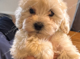 Little Cuties Shihchon Puppies Bichon Frise X Shih Tzu