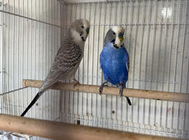Baby Budgies available both sexes