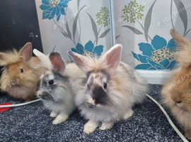 4 Beautiful Lionhead Rabbits