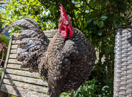 Serama Cockerel 1 year Old Cuckoo Pattern