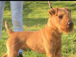 Lakeland terrier dog pups