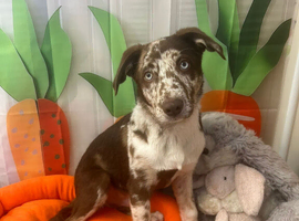 24 week old Labrador x border collie puppy