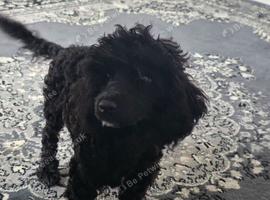 Female miniature poodle