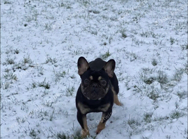 Male French bulldog