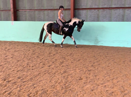 "BRINETON GIRL TALK" Coloured Mare All Rounder