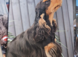 Cocker spaniel girl neutered