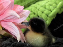 Beautiful mix breed ducklings (non sexed)