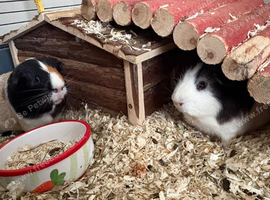 Two male guinea pigs