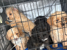 FLUFFY FRENCHIES MIX ready to leave 3 left !