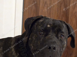 Cane corso
