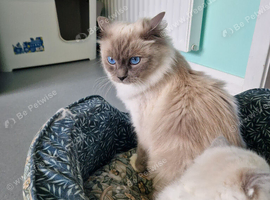 Ragdoll gcff kittens