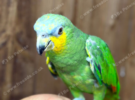 Amazon parrot