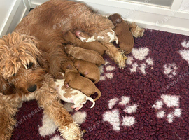 Beautiful apricot puppies for sale