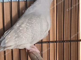 DIAMOND DOVE