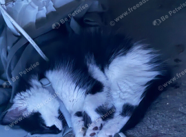 Domestic shorthair kitten for sale