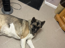 Akita male