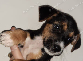Beagle puppies 3 months old &pound;500 each!