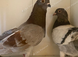 Fancy pigeons
