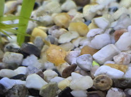 Bristlenose Pleco Fish