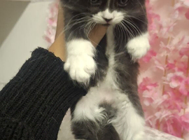 kittens