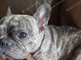 French bulldog