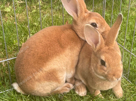 Ready to leave-Pure bred mini Rex