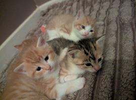 4 beautiful chunky kittens