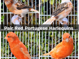Stunning Canaries - Yorkshire, Gloster, Reds, Fife, Agate, Frills etc