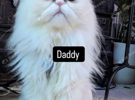 Exotic Persian Doll Face Kittens