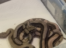 Gorgeous baby boas