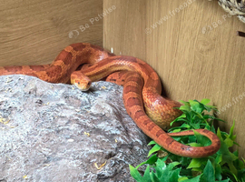 Due to moving Beautiful friendly  corn snake complete set up 4ft vivarium