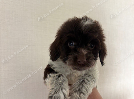 5 beautiful cockapoo puppies