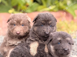 KC Registered Isabella, Blue & Tan German Shepherd Puppies