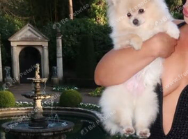 Toy Pomeranian 11months boy