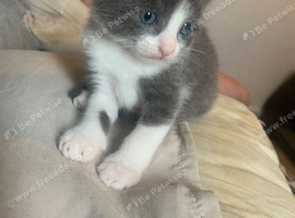 3 kittens