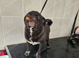 Pug bitch