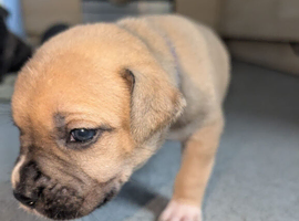 Adorable Cane corso, mixed mastiff puppies