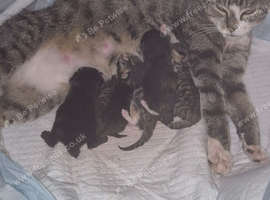 ️ 5 beautiful fluffy kittens️