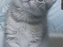 Blue and Blue Golden British shorthair