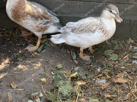 Young pair of call ducks