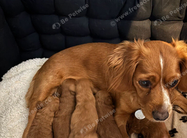RICH RED F1 TOY COCKAPOO PUPPIES 2 BOYS LEFT