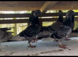 Old birds /stock for sale