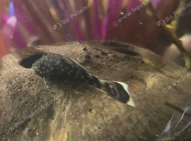 Bristlenose pleco