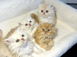 BEAUTIFUL DOLL FACE FULL PERSIAN LONG HAIR KITTEN