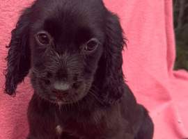 Cockapoo puppies
