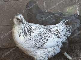 Cross bred hen