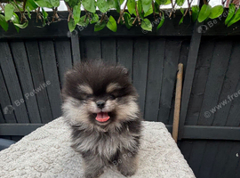 Pomeranian puppies