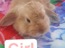 Female mini lop