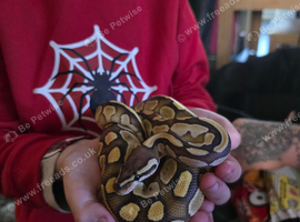 4 snakes 3 female 1 male